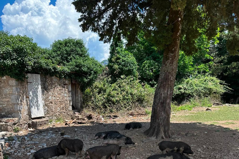 Kotor: visit fort Gorazda and Goran's Farm with ATV quad