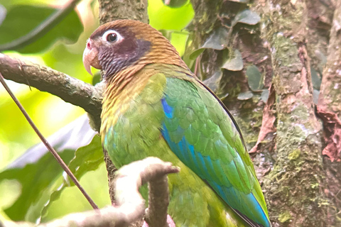 Monteverde: Bird watching tourMonteverde: Bird Watching Tour