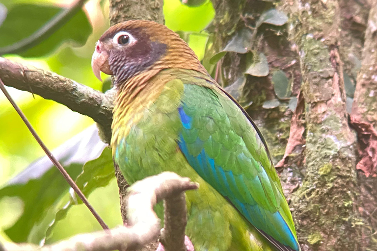 Monteverde: Passeio de observação de pássaros