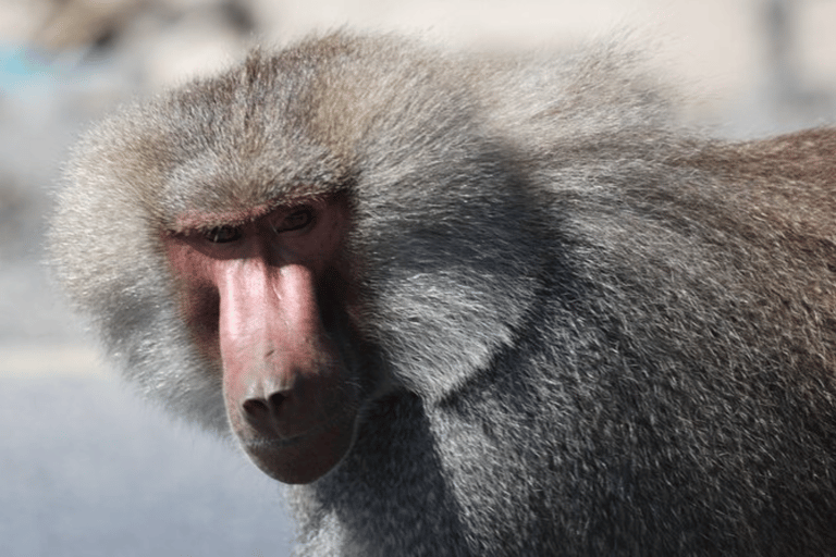 Addis Ababa: 3 Days Awash National park Safari Tour