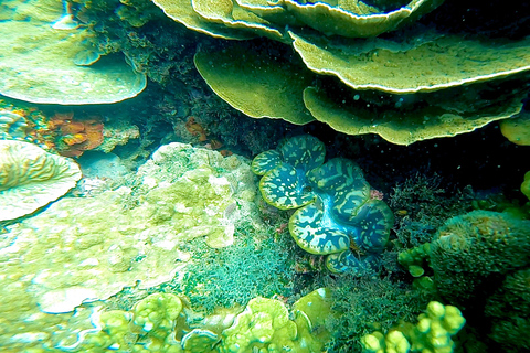 جزيرة ماجنتيك: جولة اكتشاف الغوصالجزيرة المغناطيسية: جولة اكتشاف الغطس