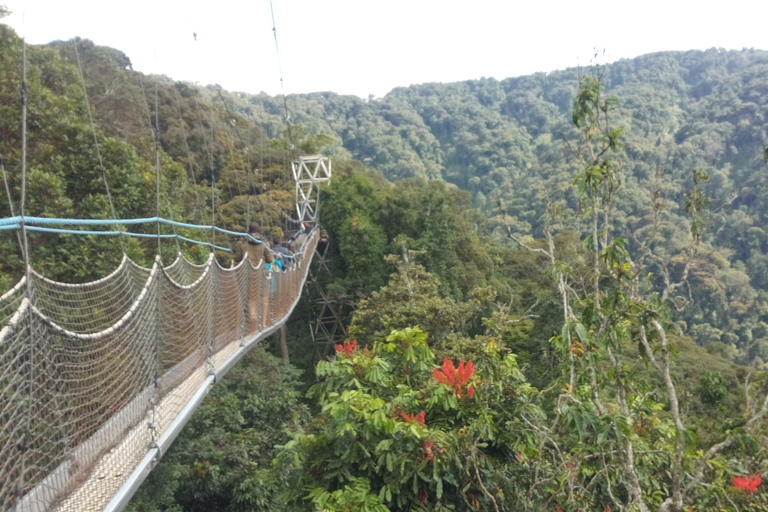 A 10-day Lowland Gorilla trek expedition in DR Congo