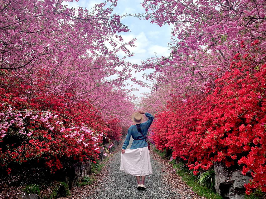 Seoul: Jinhae or Cherry Blossom & Spring Flower Tour