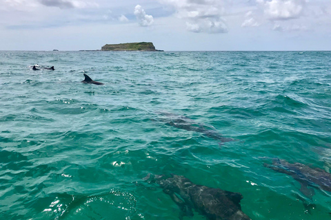 Gold Coast: Whales, Dolphins & Snorkelling with Turtles