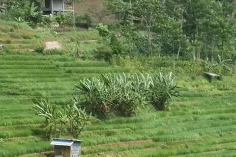 Avventura al Tempio di Selogriyo: trekking tra risaie e rafting sul fiume EloAvventura al tempio di Selogriyo: trekking nella risaia e rafting sul fiume Elo