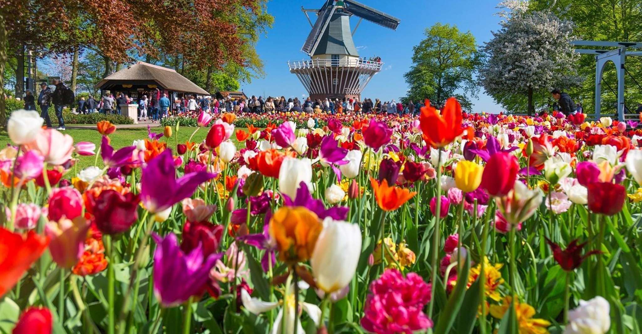 From Amsterdam, Keukenhof Entry and Roundtrip Shuttle Bus - Housity