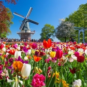 Amsterdam: ingresso al Keukenhof e bus navetta con ritorno flessibile