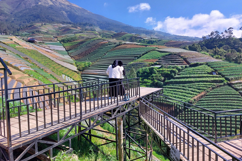 Magelang: Silancur Highland Sunrise & Sukomakmur Tour