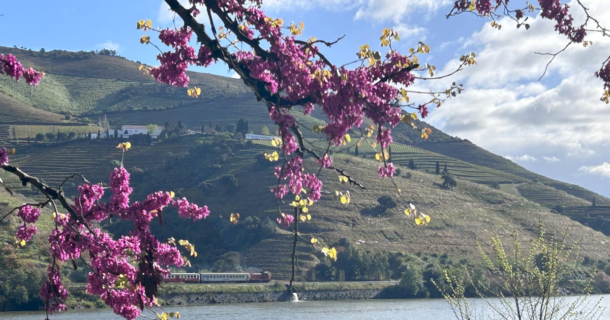 Porto Douro Valley Vineyards Tour Mit Mittagessen Und