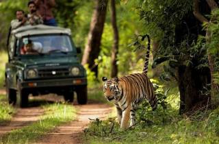 Wunder der Tierwelt: 4-tägige Tour durch den Chitwan-Nationalpark