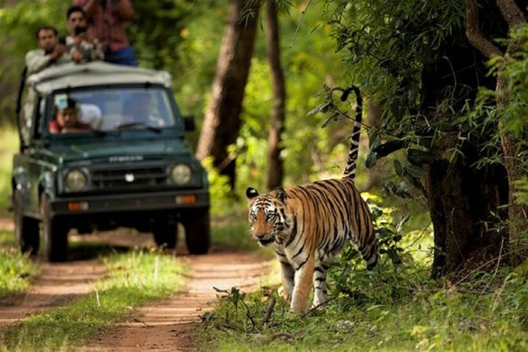 Merveilles de la vie sauvage : visite de 4 jours du parc national de Chitwan