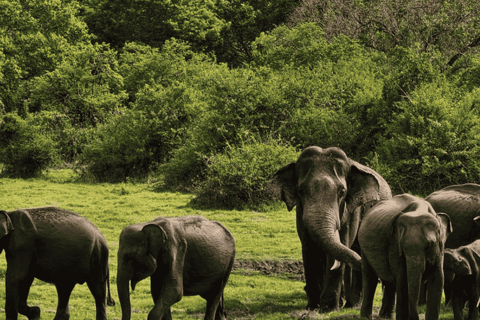From Sigiriya: Kaudulla National Park Elephant Jeep Safari Kaudulla National Park Elephant Jeep Safari without Tickets