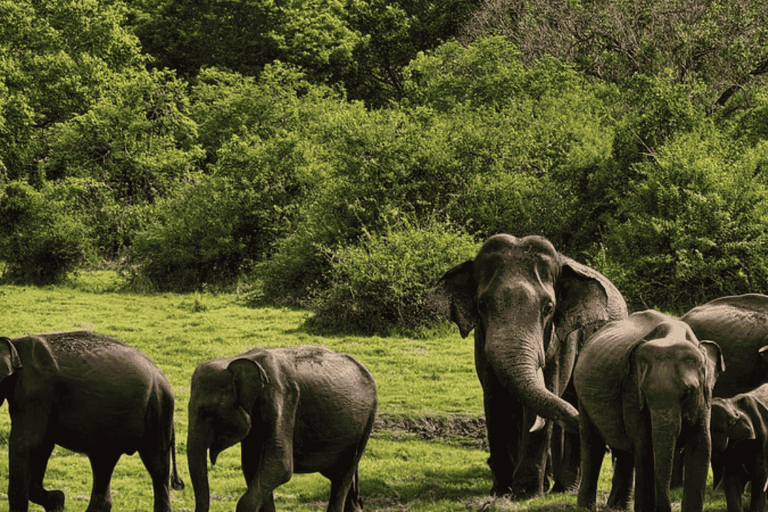 From Sigiriya: Kaudulla National Park Elephant Jeep Safari Kaudulla National Park Elephant Jeep Safari without Tickets