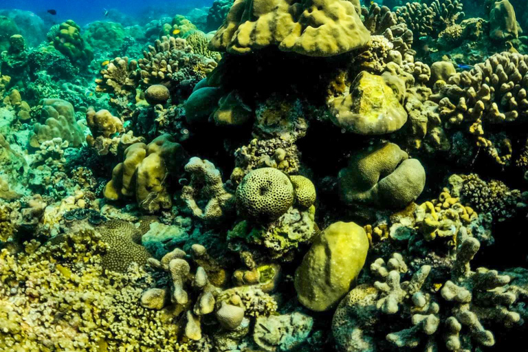 Phuket/Khaolak : excursion d&#039;une journée aux îles Similan avec plongée en apnée