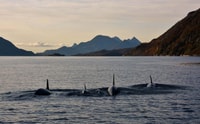 De Svolvær, Rib Sea Eagle Safari Trollfjord Cruise - Housity