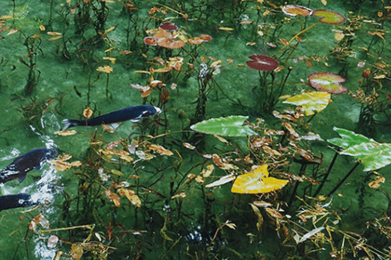 Nagoya: Monet's Pond, Mino Old Town & Shrine Day Trip