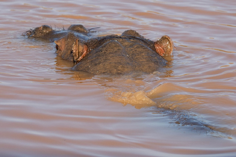 Réserve de chasse d'Aquila : Safari de l'après-midiRéserve Aquila : Safari l'après-midi