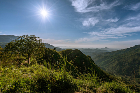 Ella: Visita guiada de um dia com visita a uma propriedade de chá