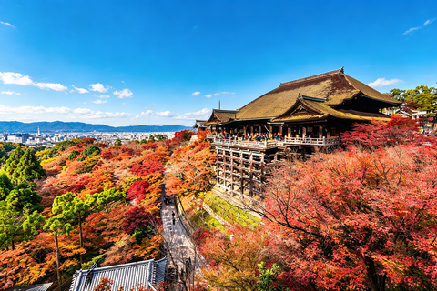 Osaka: Kiyomizu, Fushimi Inari, Nara & Gion Private Sightseeing Tours