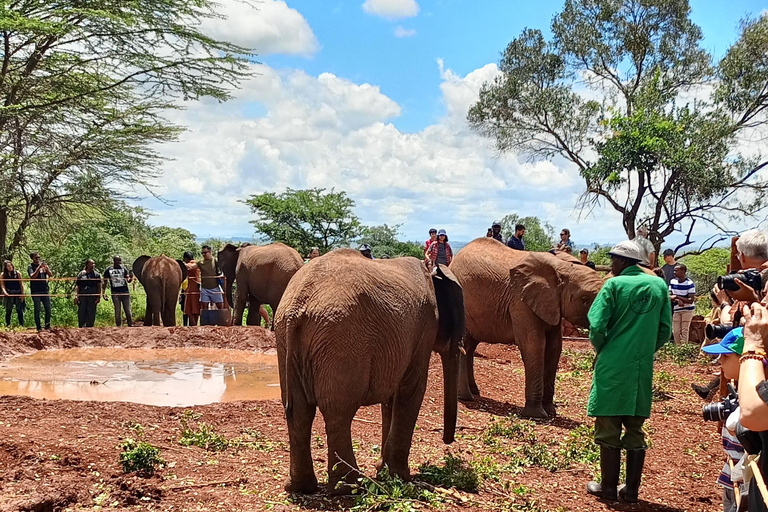 Giraffe Center, Elephant Orphanage And Bomas Of Kenya Visit