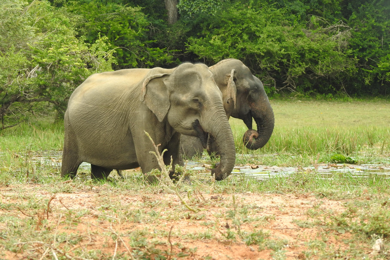 From Waligama, Mirissa, Tangalle, Yala safari & drop to Ella Yala Full day safari