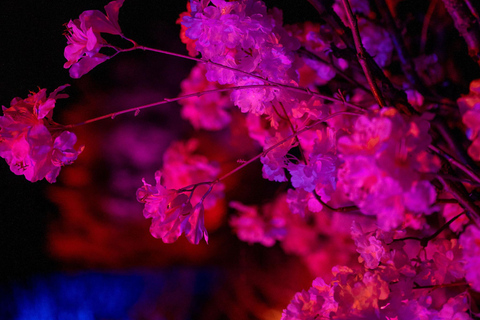 樱花之光·樱桃山