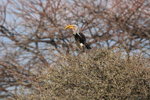 Windhoek: 3-Day Guided Safari in Etosha with Lodge