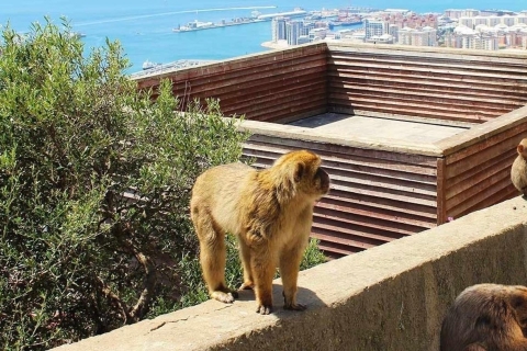 Wycieczka na Gibraltar z Malagi/Torremolinos/BenalmádenaWycieczka na Gibraltar z Torremolinos/Benalmadena