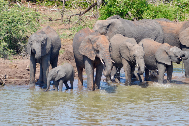 Tout y compris 4 jours de Kruger du sud au centre à partir de Johannesburg