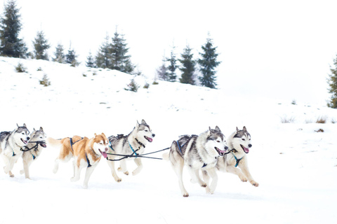 4 timmars hundspannstur på Finnmarksvidda