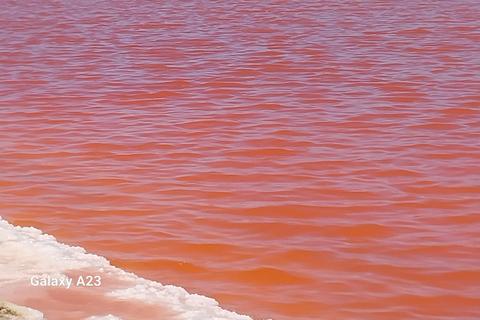 Walvis Bay: Excursión a la foca de Pelican Point y al puerto de Sandwich