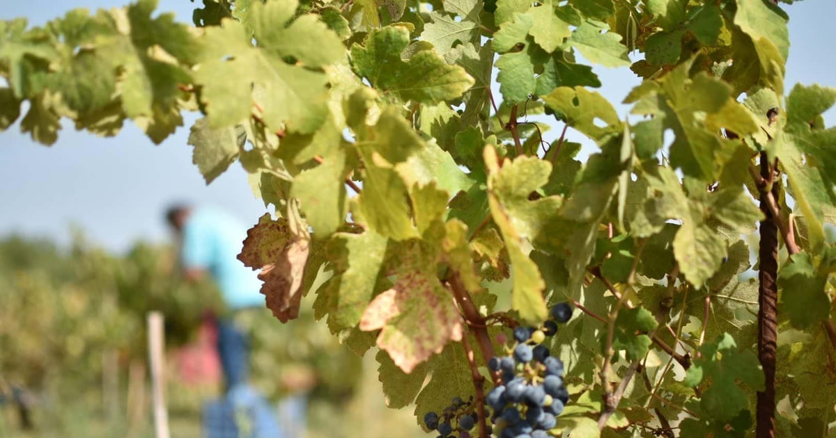 From Argostoli Private Wine Tasting & Vineyard Tour GetYourGuide