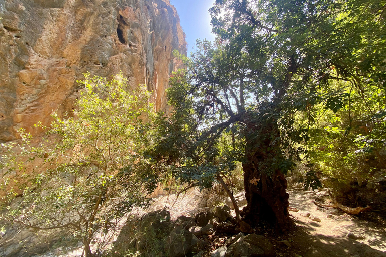 Creta: Tour guiado de senderismo por el Cañón de Kritsa