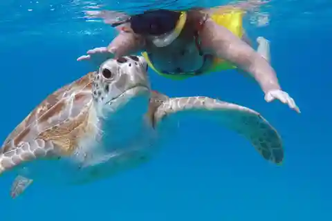 Turtles & Shipwrecks Small-group Snorkeling Trip with photos