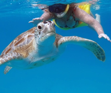 Barbados: Turtles & Shipwrecks Small-Group Snorkel Trip