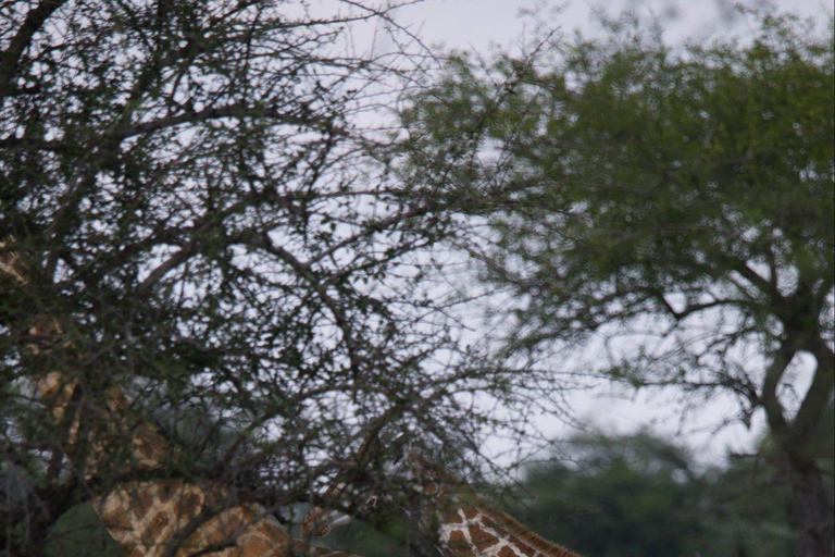 5 Days Uganda Wildlife & Gorilla Safari