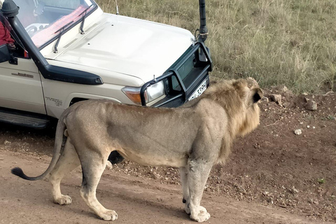 National park,Giraffe Center and Baby Elephant in Nairobi