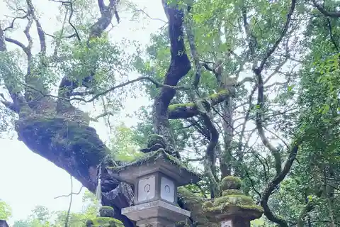 Nara: Car Trip with Deer Park and Todai-ji Temple
