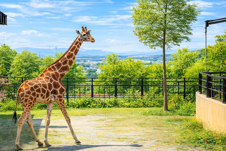 Hokkaido Asahiyama Zoo & Blue Pond Tour & Ningle Terrace 8:00 am meet at Odori Park subway station exit 31