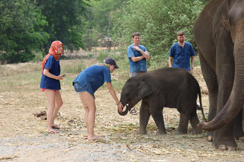 Chiang Mai: Halbtag Living Green Elephant SanctuaryVormittagssitzung: Halbtag Living Green Elephant Sanctuary