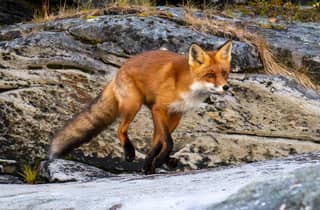 Tromsø: crociera tra i fiordi artici e pesca