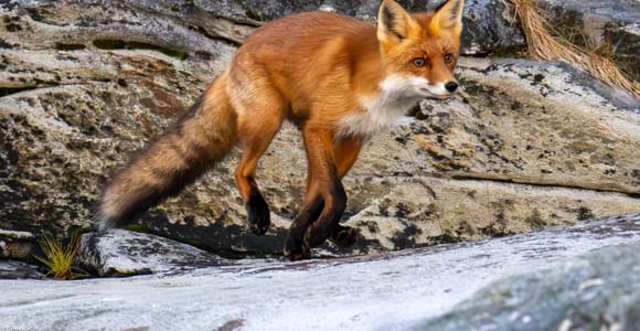 Tromsø: Arctic Fjord Cruise & Fishing Experience