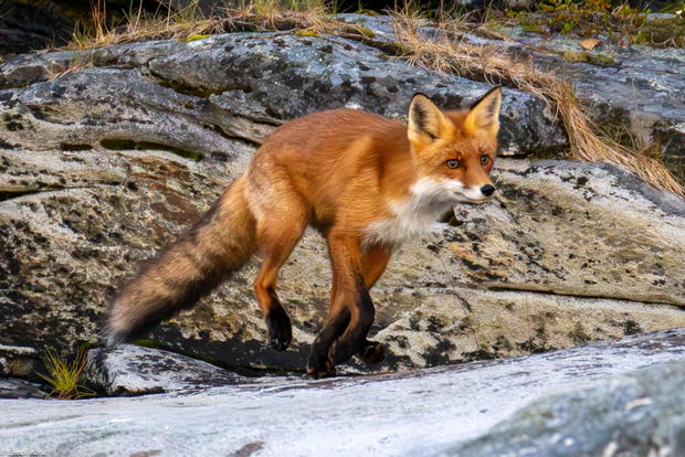 Tromsø: crociera tra i fiordi artici e pesca