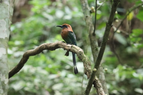Ciudad de Panamá: tour de senderismo por el Parque Nacional Soberanía