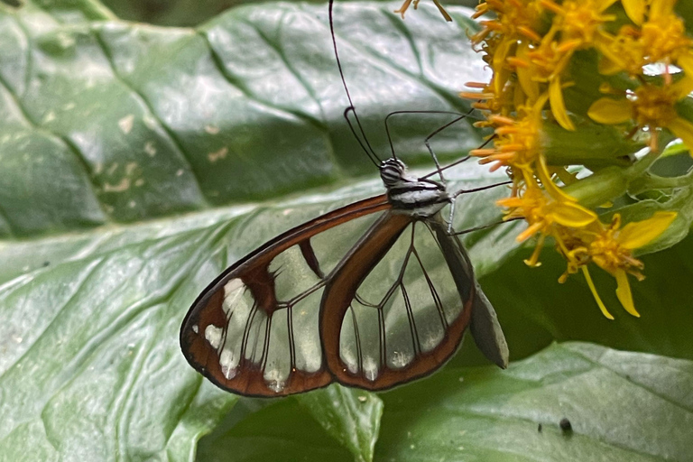 Boquete : randonnée guidée et visite d&#039;une plantation de café avec dégustation