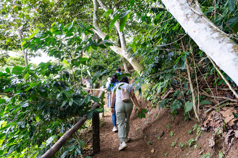 Huatulco: Pluma Hidalgo Coffee Origin and Essence.