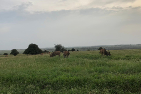 Parco nazionale di Amboseli; safari di 2 giorni da Nairobi.