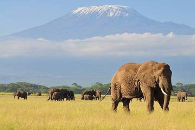 4 days Tsavo East, Amboseli and saltlick lodge safari