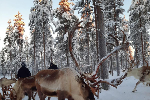 Kittilä / Levi: Husky Farm Guided Tour