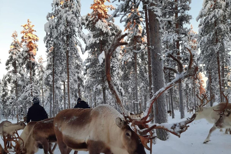 Kittilä / Levi: Husky Farm Guided Tour